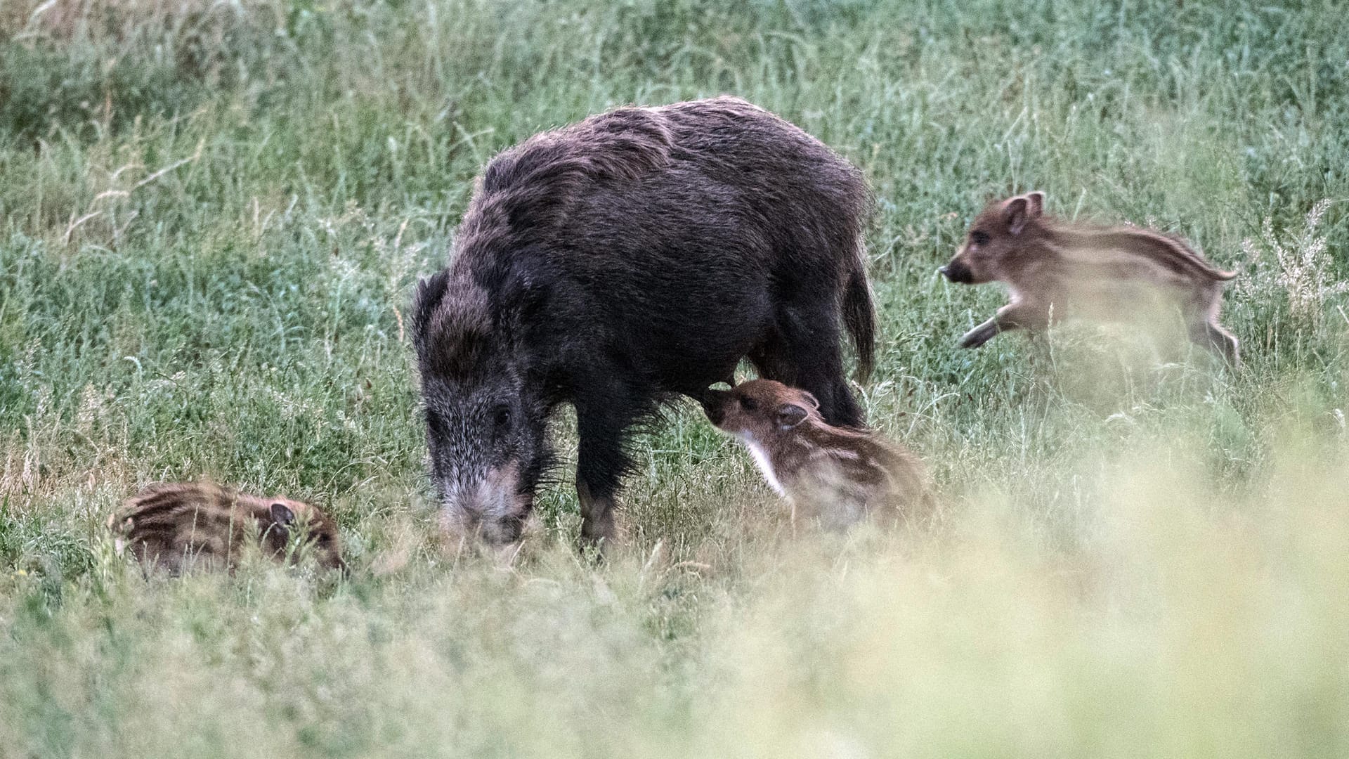 Eine Bache mit Frischlingen zieht auf dem Drachenberg über eine Wiese: Bislang sind nur Schweine in Osteuropa von der Seuche betroffen.