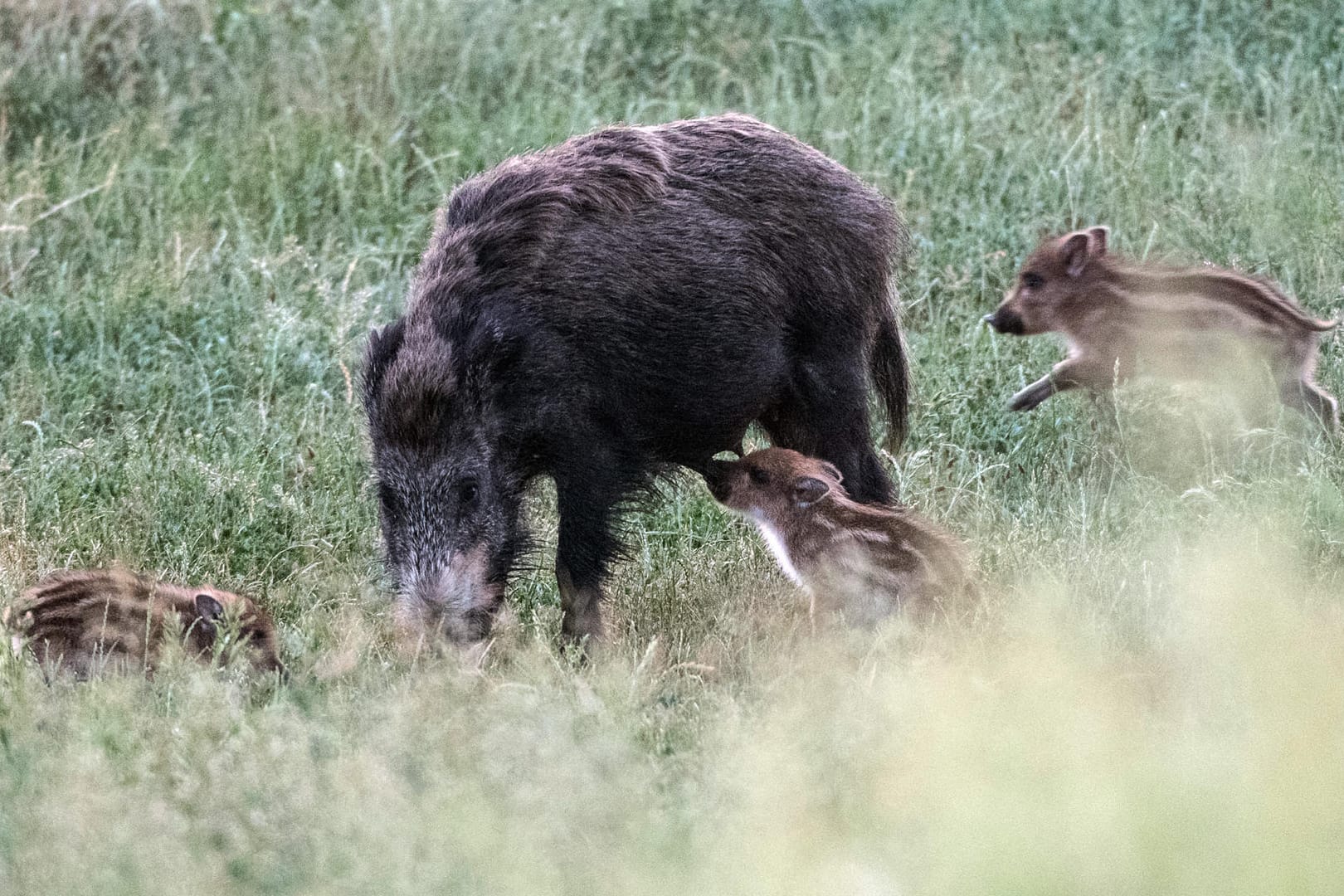 Eine Bache mit Frischlingen zieht auf dem Drachenberg über eine Wiese: Bislang sind nur Schweine in Osteuropa von der Seuche betroffen.