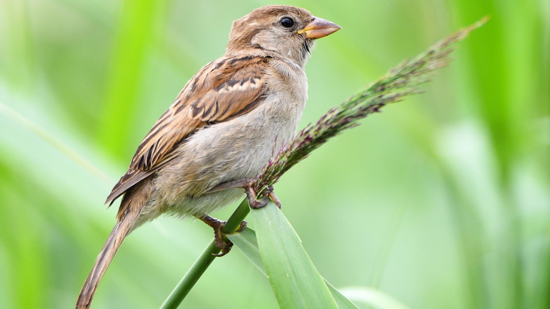 Ein weiblicher Haussperling, volkstümlich als Spatz bekannt: Er ist nach Daten der Hobbyforscher der häufigste Vogel in Deutschlands Gärten.