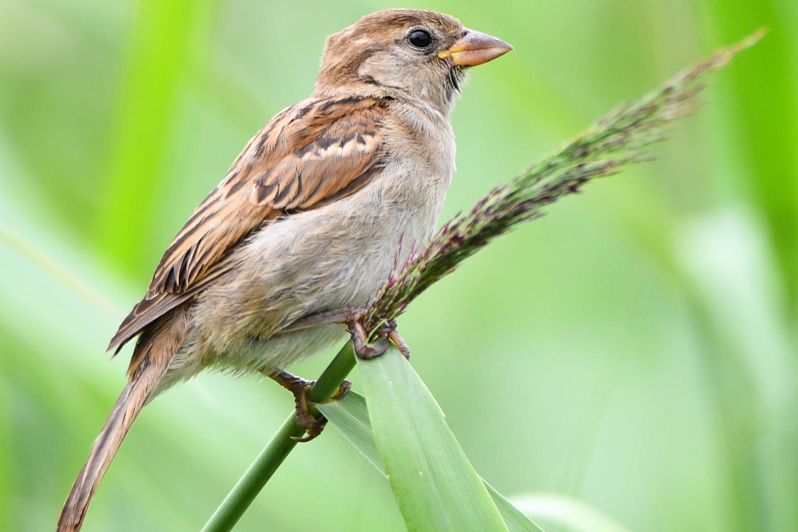 Ein weiblicher Haussperling, volkstümlich als Spatz bekannt: Er ist nach Daten der Hobbyforscher der häufigste Vogel in Deutschlands Gärten.