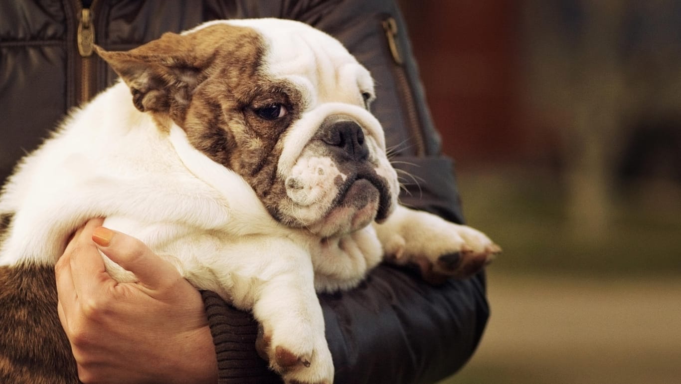 Hund auf dem Arm: Übergewicht kann die Lebenserwartung bei Tieren verringern.