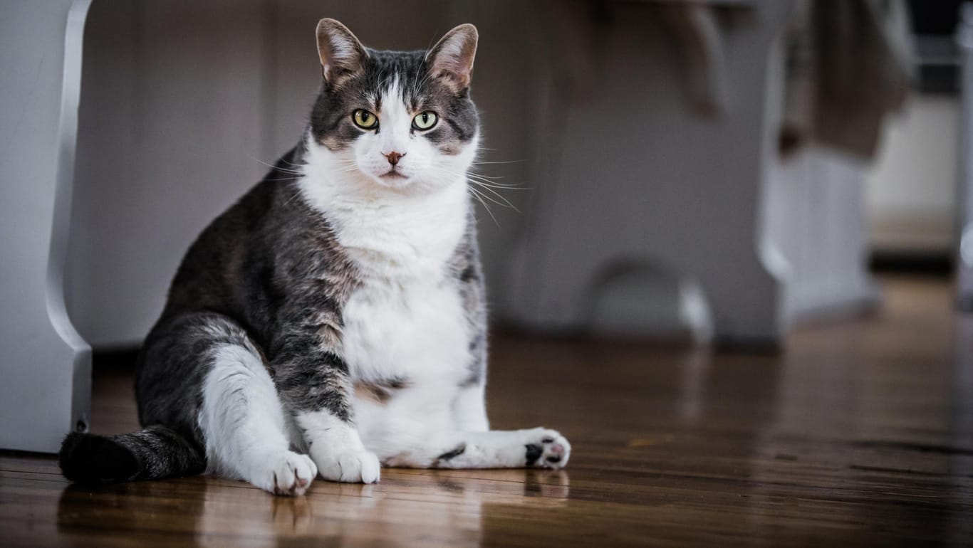 Übergewichtige Katze: In den USA sind 60 Prozent der Katzen zu dick.