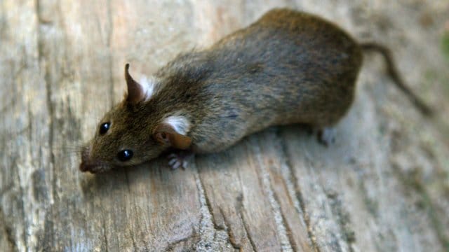 Ratte auf einem Baumstamm: Ratten sind Allesfresser.