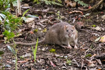 Eine Ratte in der Natur: Wegen einer massiven Plage musste ein Spielplatz in Bremen geschlossen werden.