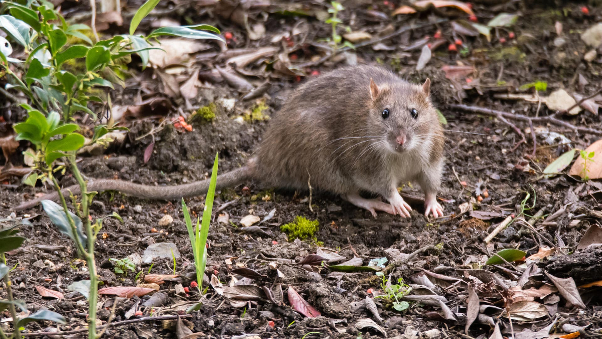 Eine Ratte in der Natur: Wegen einer massiven Plage musste ein Spielplatz in Bremen geschlossen werden.