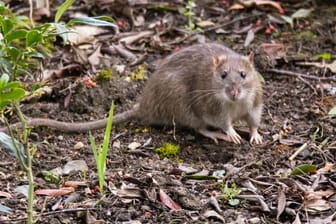 Eine Ratte in der Natur: Wegen einer massiven Plage musste ein Spielplatz in Bremen geschlossen werden.