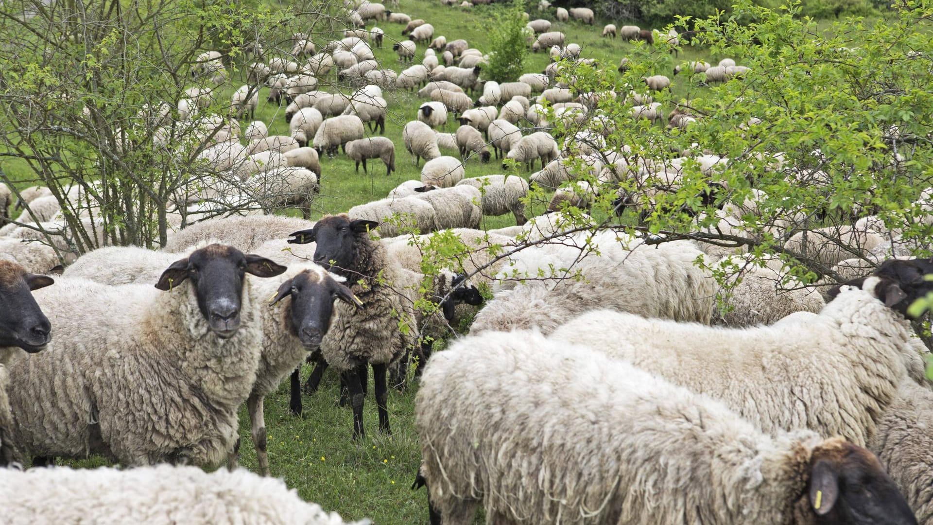 Erfolgreich gemeckert: Nach der Petition eines Schäfers werden seine Tiere wohl auf einem früheren Übungsplatz weiden dürfen.