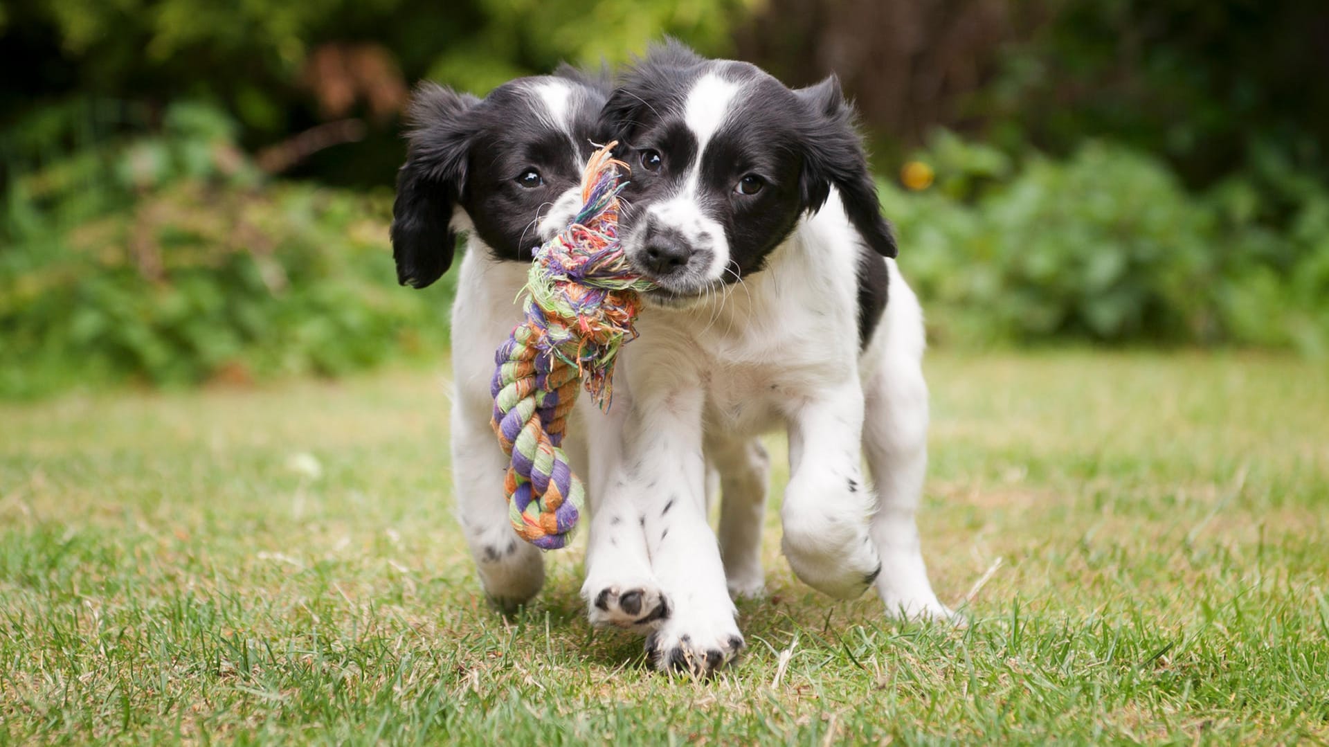 Süße Spanielwelpen: Das Kindchenschema macht sie so putzig.