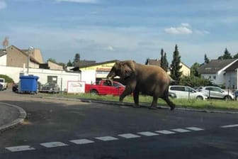 Elefant "Kenia" auf Abwegen: Der Dickhäuter entfernte sich am Nachmittag unerlaubt aus seinem Zirkus.