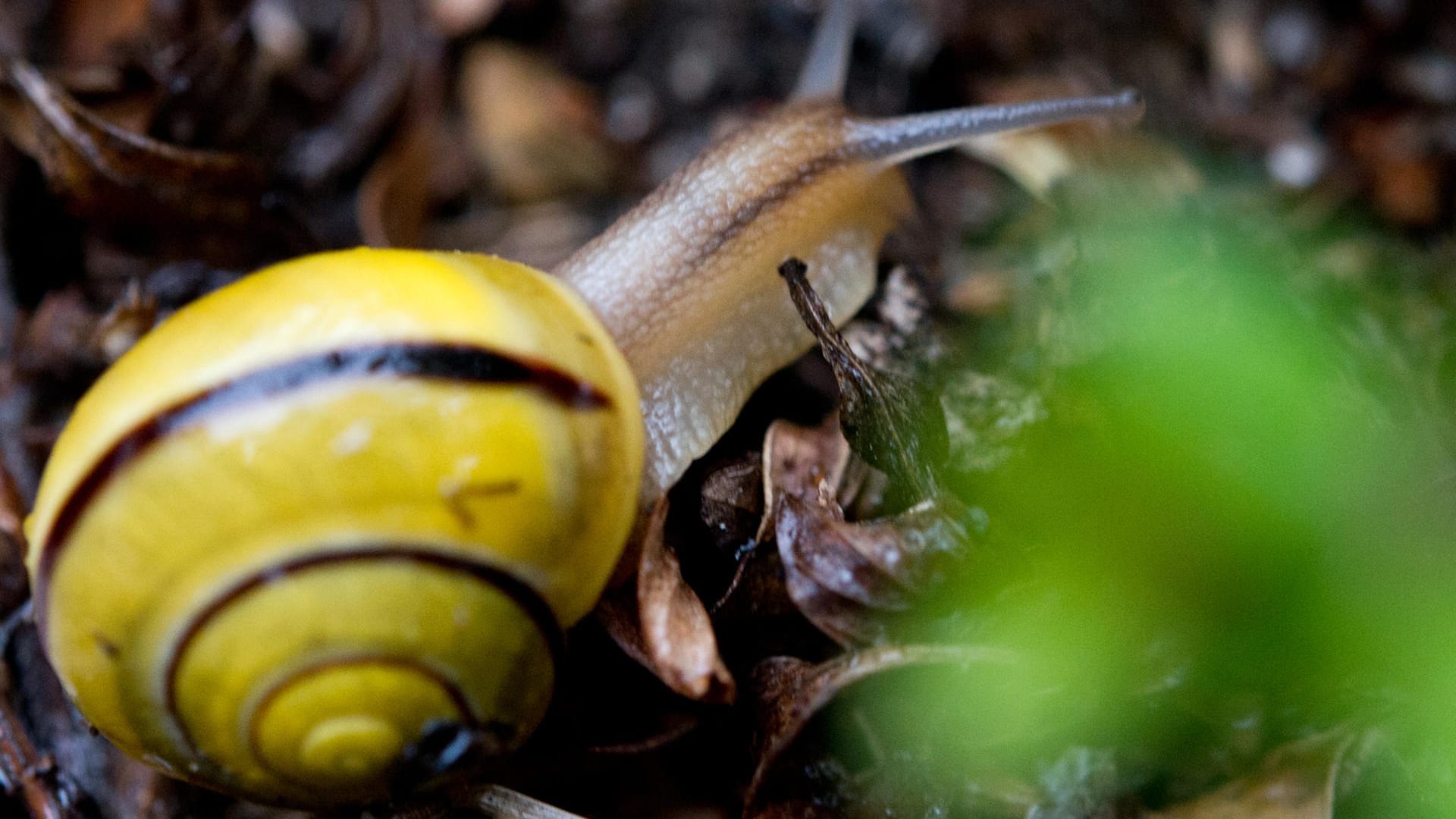 Harmlos im Garten: Die Bänderschnecke frisst vor allem Algen und Moos.