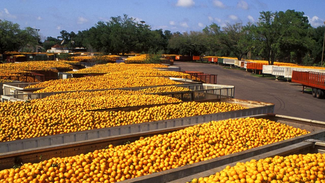 Laster mit Orangen: Als Antwort auf Bushs Strafzölle 2002 wollte die EU Einfuhrbeschränkungen auf die Früchte erheben (Symbolbild).