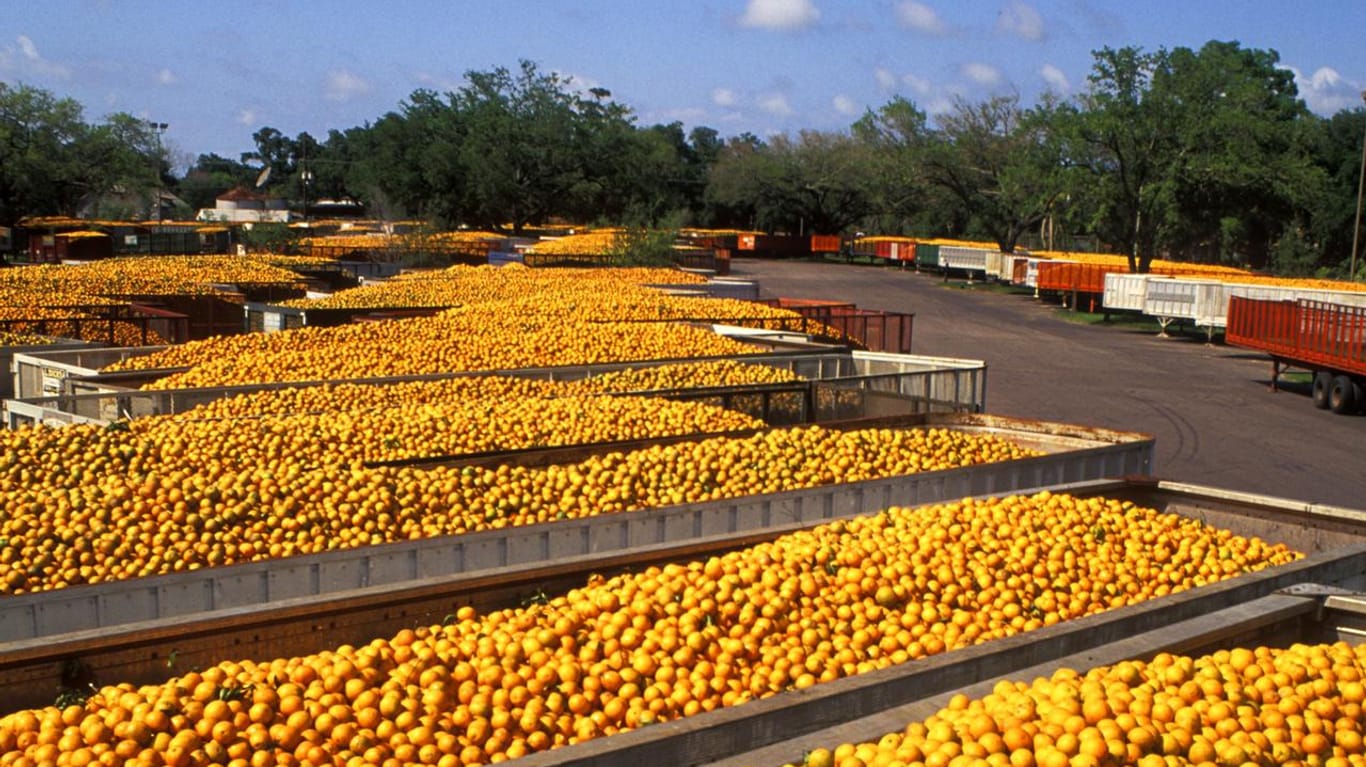 Laster mit Orangen: Als Antwort auf Bushs Strafzölle 2002 wollte die EU Einfuhrbeschränkungen auf die Früchte erheben (Symbolbild).