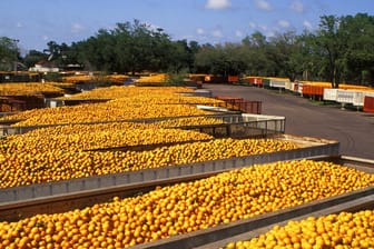 Laster mit Orangen: Als Antwort auf Bushs Strafzölle 2002 wollte die EU Einfuhrbeschränkungen auf die Früchte erheben (Symbolbild).