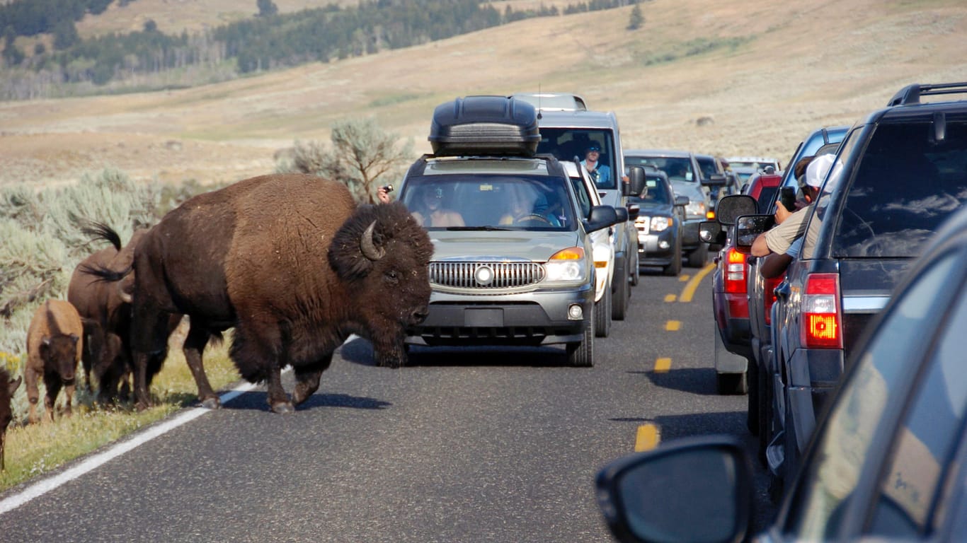 Bisons im Yellowstone-Nationalpark: Eine Touristengruppe kam einem Tier offenbar zu nahe. (Archivbild)