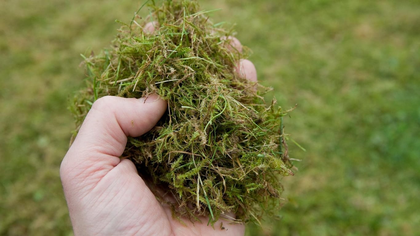 Moos: Ein bis zwei Mal im Jahr sollte der Rasen vertikutiert werden, um Moos und abgestorbene Pflanzenreste zu beseitigen.