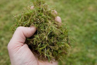 Moos: Ein bis zwei Mal im Jahr sollte der Rasen vertikutiert werden, um Moos und abgestorbene Pflanzenreste zu beseitigen.