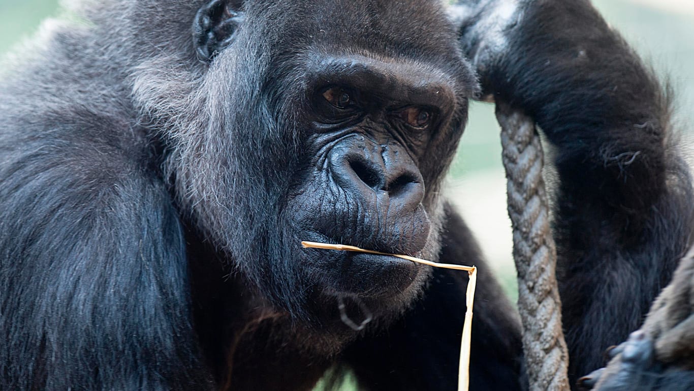Der Gorilla Goma: Der Affe wurde 58 Jahre alt.