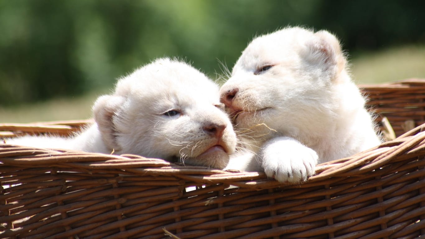Zwei weiße Löwenbabys schauen aus einem Korb heraus: Der Raubtier-Nachwuchs soll in vier Wochen im Freigehege beobachtet werden können.