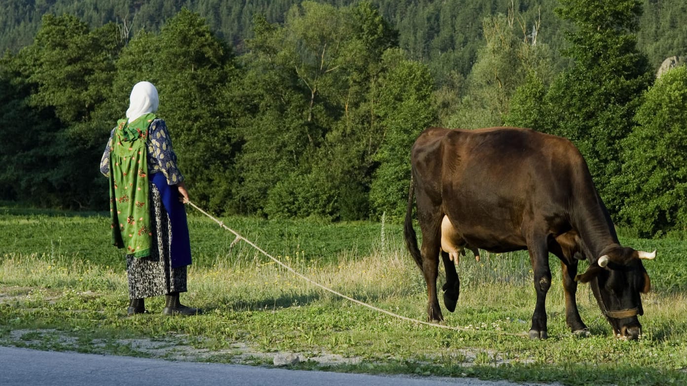 Bulgarische Bäuerin mit einer Kuh: Einer bulgarischen Kuh droht die Schlachtung, weil sie die EU-Außengrenze überschritten hatte.