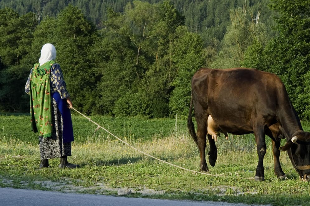 Bulgarische Bäuerin mit einer Kuh: Einer bulgarischen Kuh droht die Schlachtung, weil sie die EU-Außengrenze überschritten hatte.