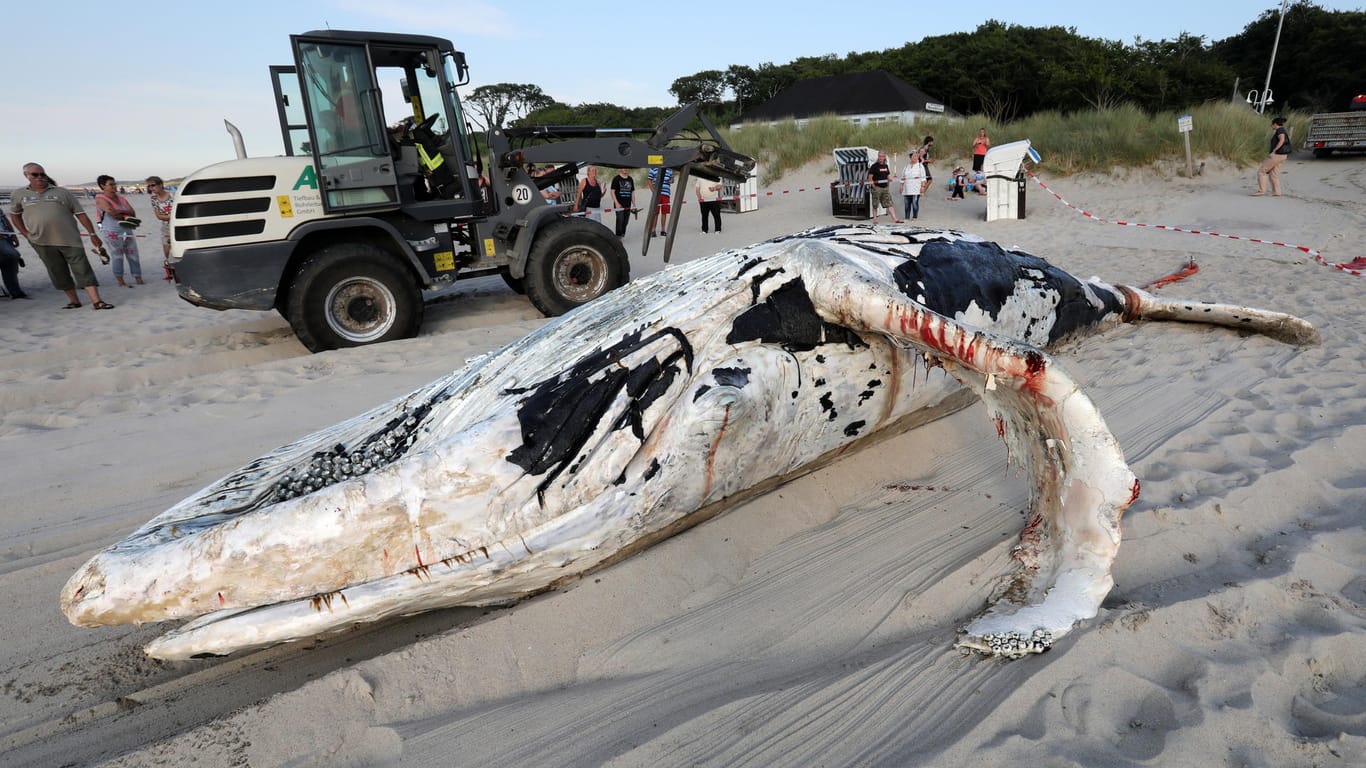 Der tote Wal am Strand von Graal-Müritz: Das etwa acht Meter lange Tier trieb offenbar schon länger tot in der Ostsee.