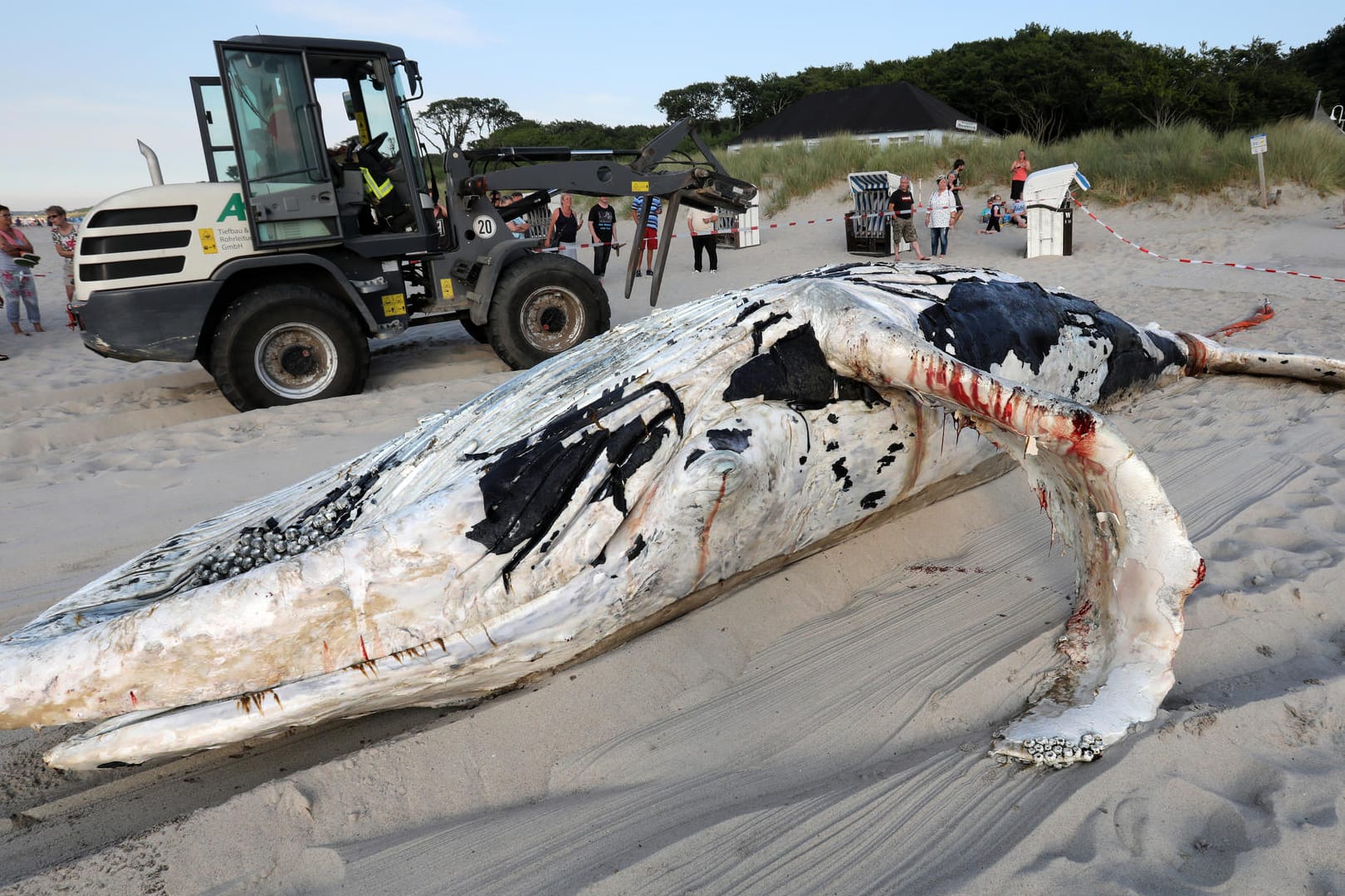 Der tote Wal am Strand von Graal-Müritz: Das etwa acht Meter lange Tier trieb offenbar schon länger tot in der Ostsee.