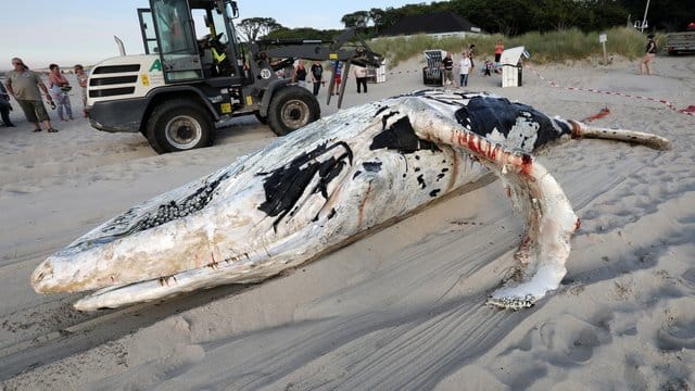 Ein Wal-Kadaver wird an den Ostseestrand geschleppt und geborgen.