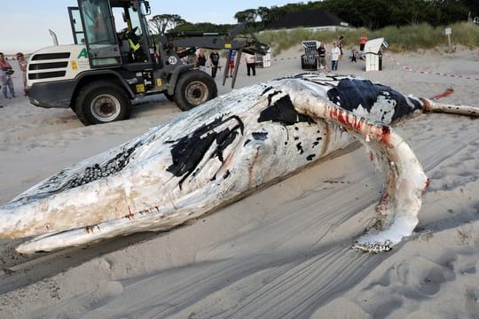 Ein Wal-Kadaver wird an den Ostseestrand geschleppt und geborgen.