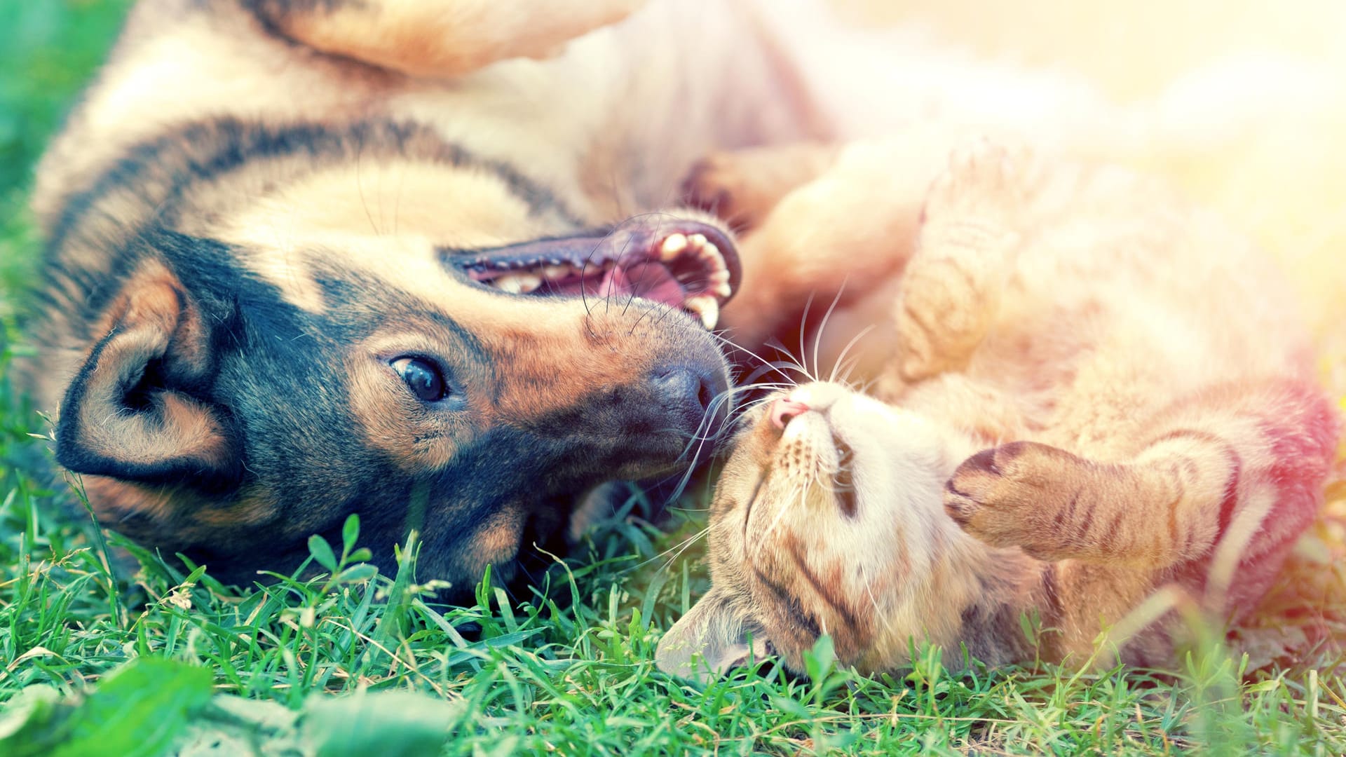 Hund und Katze auf dem Rasen