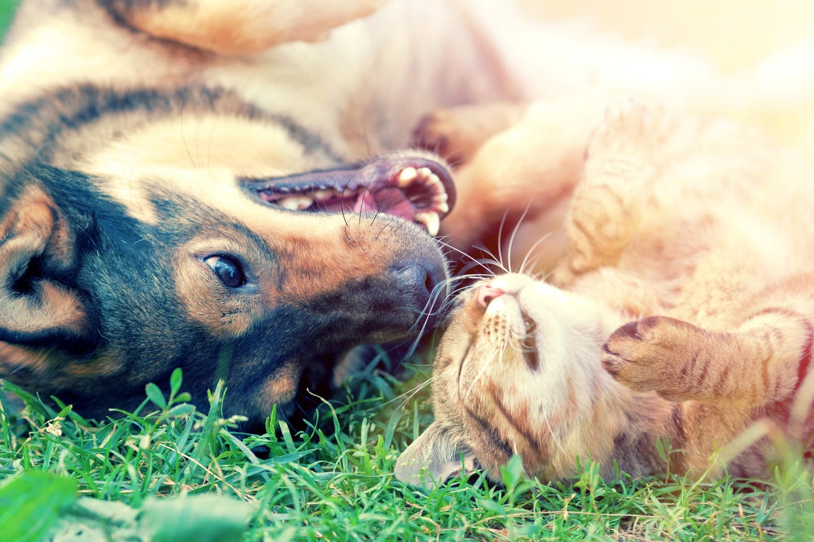 Hund und Katze auf dem Rasen