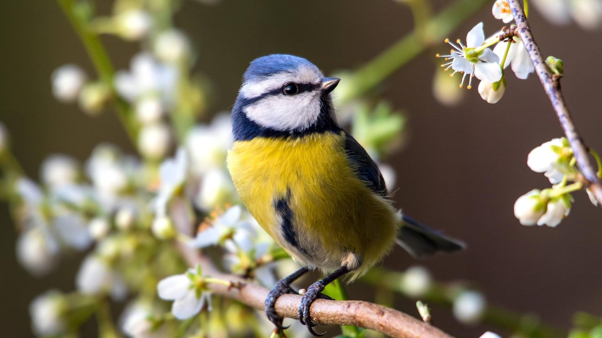 Blaumeise auf einem Ast