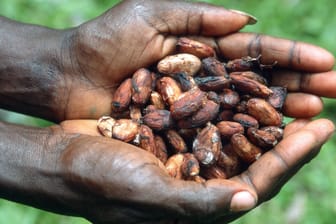 Hände halten Kakaobohnen