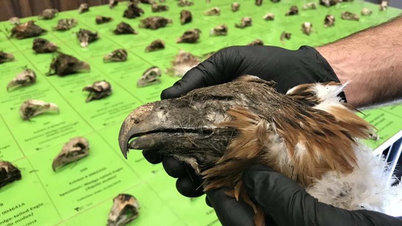 Der Kopf eines der 136 getöteten und unter Artenschutz stehenden Keilschwanzadler.