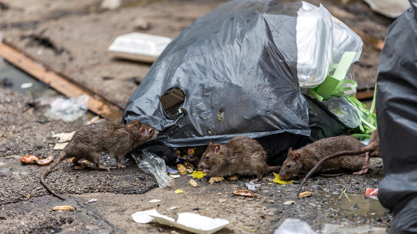 Drei Ratten zwischen Müllsäcken: Wegen der Rattenplage in Paris hat ein Bezirksbürgermeister nun eine Melde-Webseite eingerichtet.