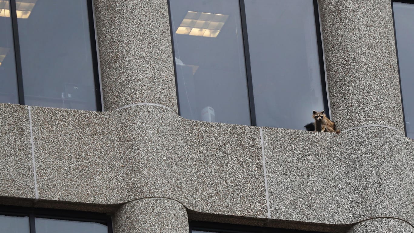 Ein Waschbär sitzt auf einem Fenstersims des UBS-Büroturms in St. Paul in Minnesota (USA): Ab und zu gönnte sich das Tier ein Nickerchen.