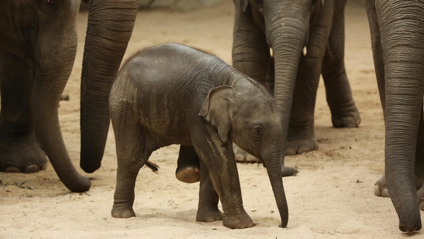 Das zwei Monate alte asiatische Elefantenbaby Anjuli im Tierpark Hagenbeck kurz nach seiner Taufe zwischen den Familienmitgliedern: Das Jungtier starb an Elefanten-Herpes. (Archivbild)
