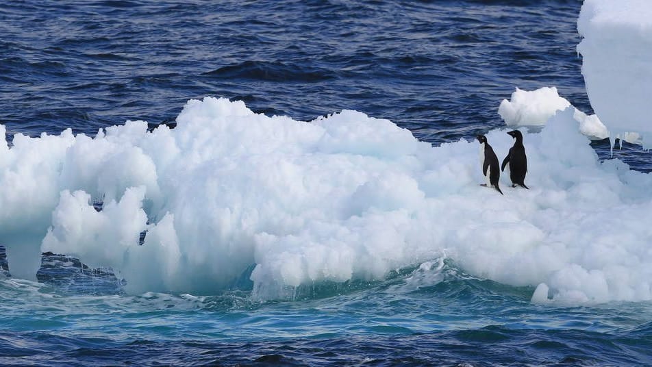 Adelie-Pinguine auf einer Eisscholle in der westlichen Antarktis: Antarktis-Eis schwindet immer schneller. Adelie-Pinguine auf einer Eisscholle in der westlichen Antarktis: Antarktis-Eis schwindet immer schneller.