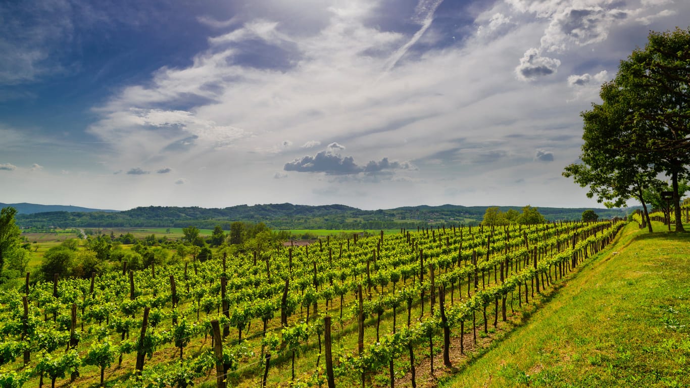 Weinberg in Slovenien: Vipava ist bekannt für seine Weißweine.