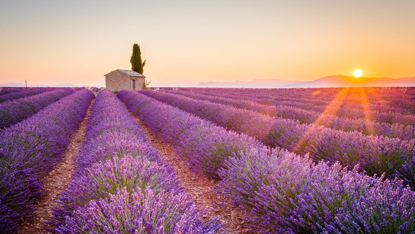 Nicht nur für Romantiker: Die Provence ist bekannt für ihre Lavendelfelder.