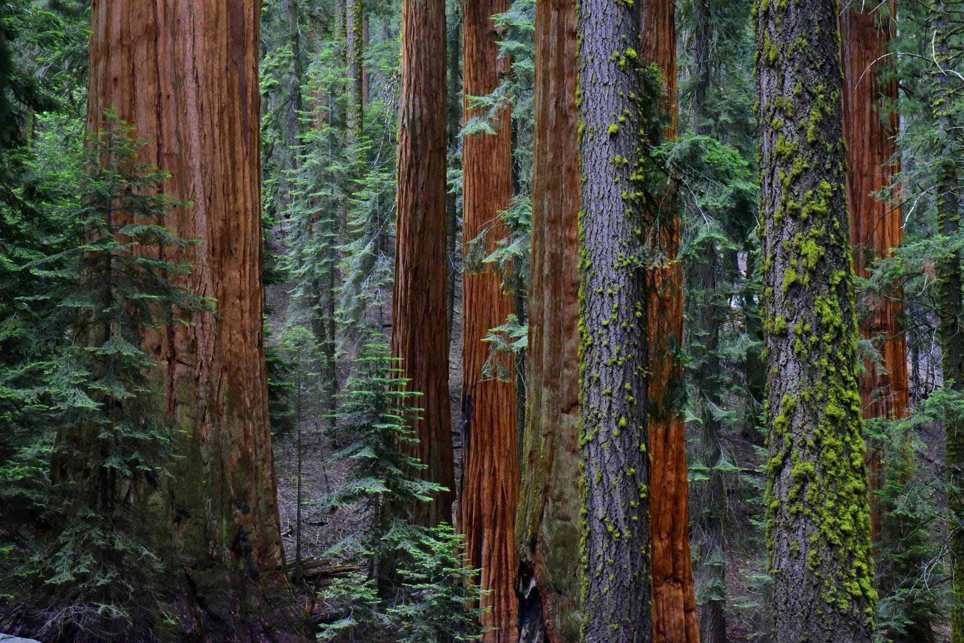 Reedwood Nationalpark: Die größten Bäume der Erde wachsen in Kalifornien. Die Küstenmammutbäume Sequoia sempervirens beeindrucken durch Höhe und Umfang.