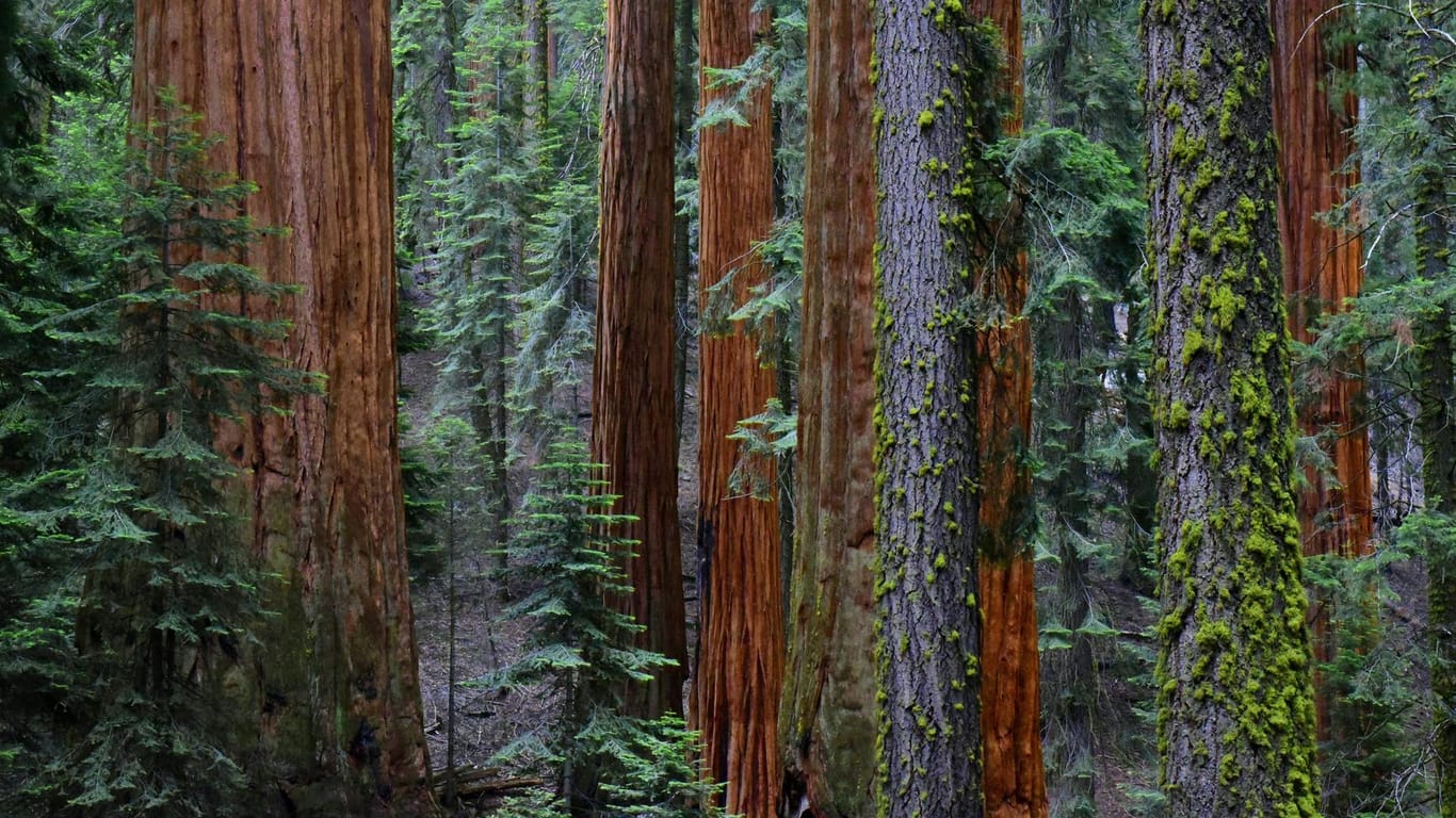 Reedwood Nationalpark: Die größten Bäume der Erde wachsen in Kalifornien. Die Küstenmammutbäume Sequoia sempervirens beeindrucken durch Höhe und Umfang.