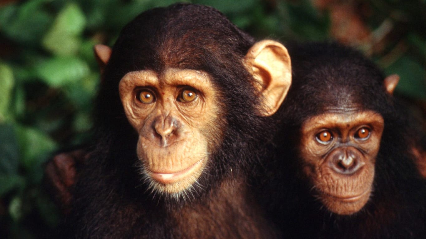 Zwei Affenkinder