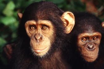Zwei Affenkinder