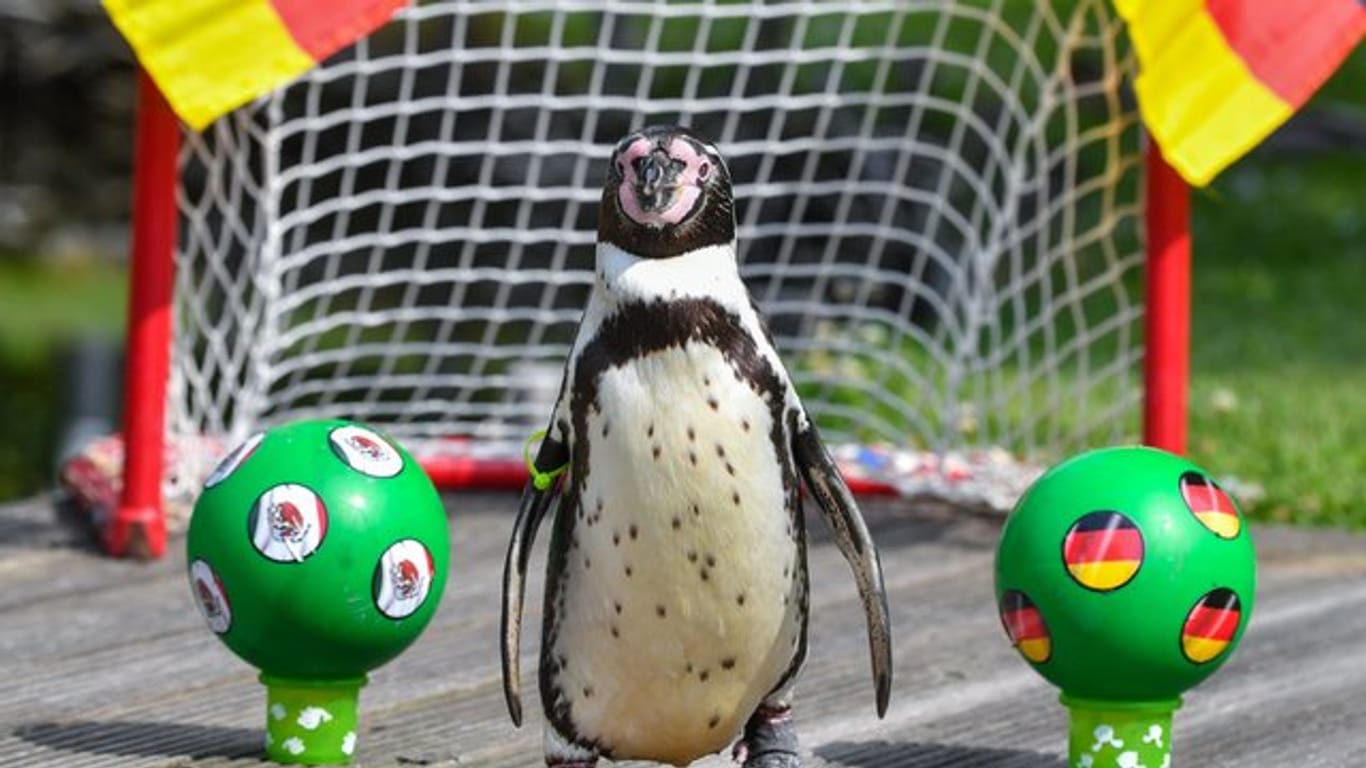 Humboldt-Pinguin "Flocke" vom Spreewelten-Bad watschelte zu keinem der beiden Bälle.