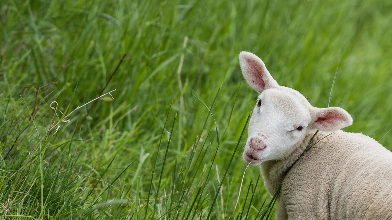 Ein Lämmchen: Sechs Schafe mussten aus einem Fluss gerettet werden. (Archivbild)