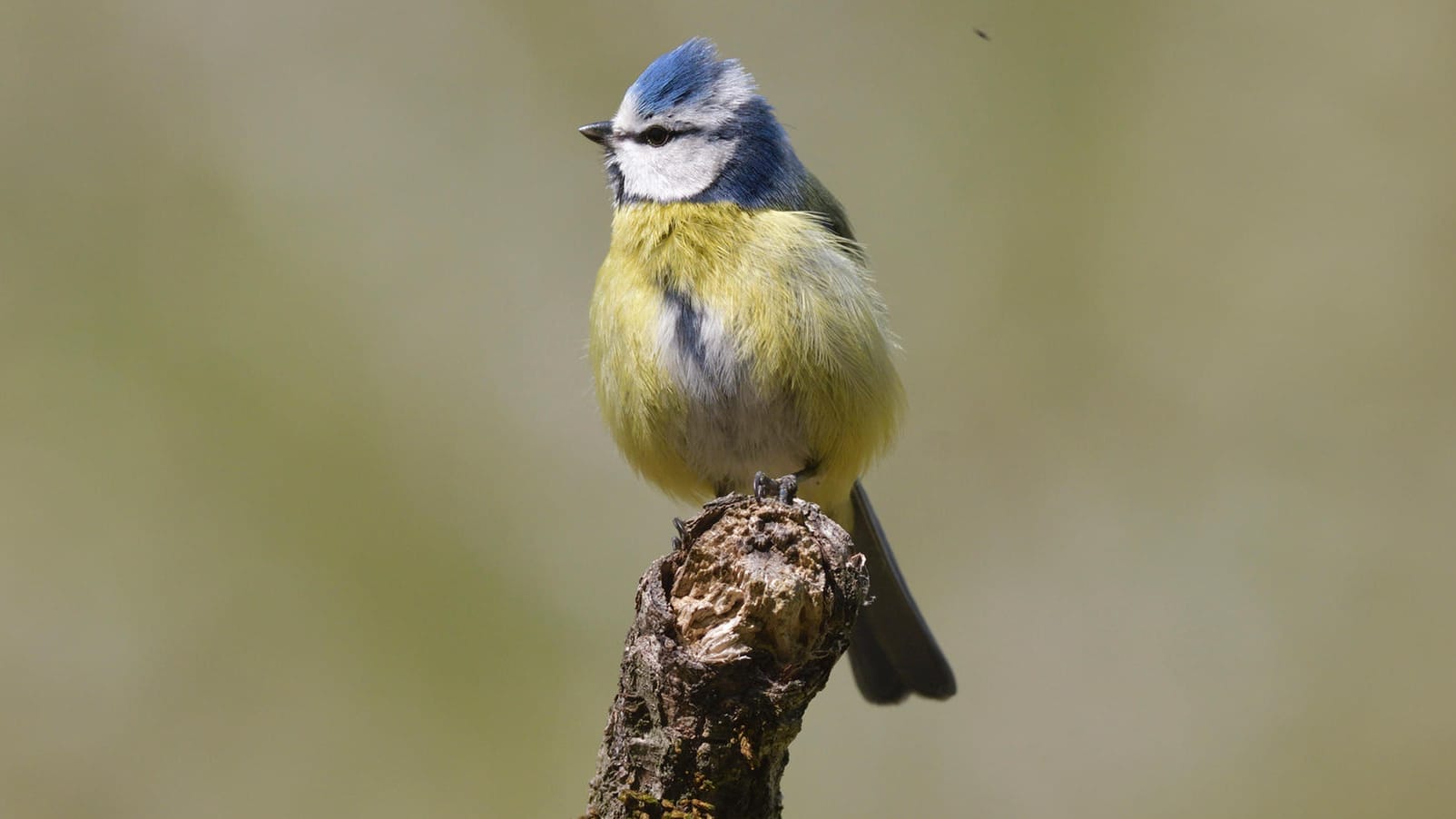 Blaumeise: Der Tod eines Elternteils bedeutet häufig der Tod des gesamten Nachwuchses bei Blaumeisen. (Symbolbild)