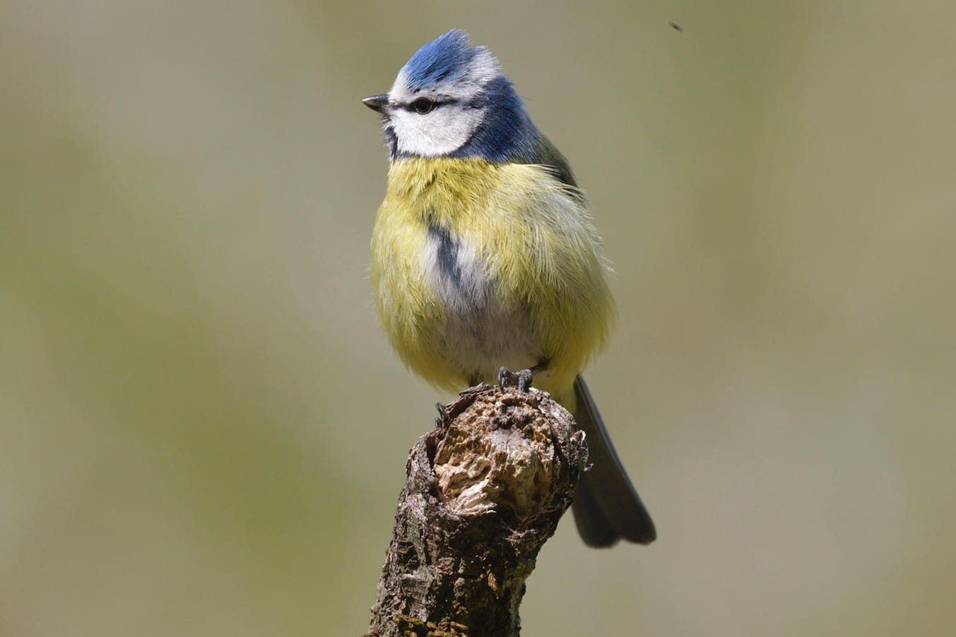 Blaumeise: Der Tod eines Elternteils bedeutet häufig der Tod des gesamten Nachwuchses bei Blaumeisen. (Symbolbild)