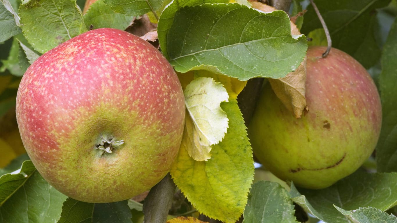 Roter Boskop: Alte Apfelsorten wachsen meist auf Streuobstwiesen.