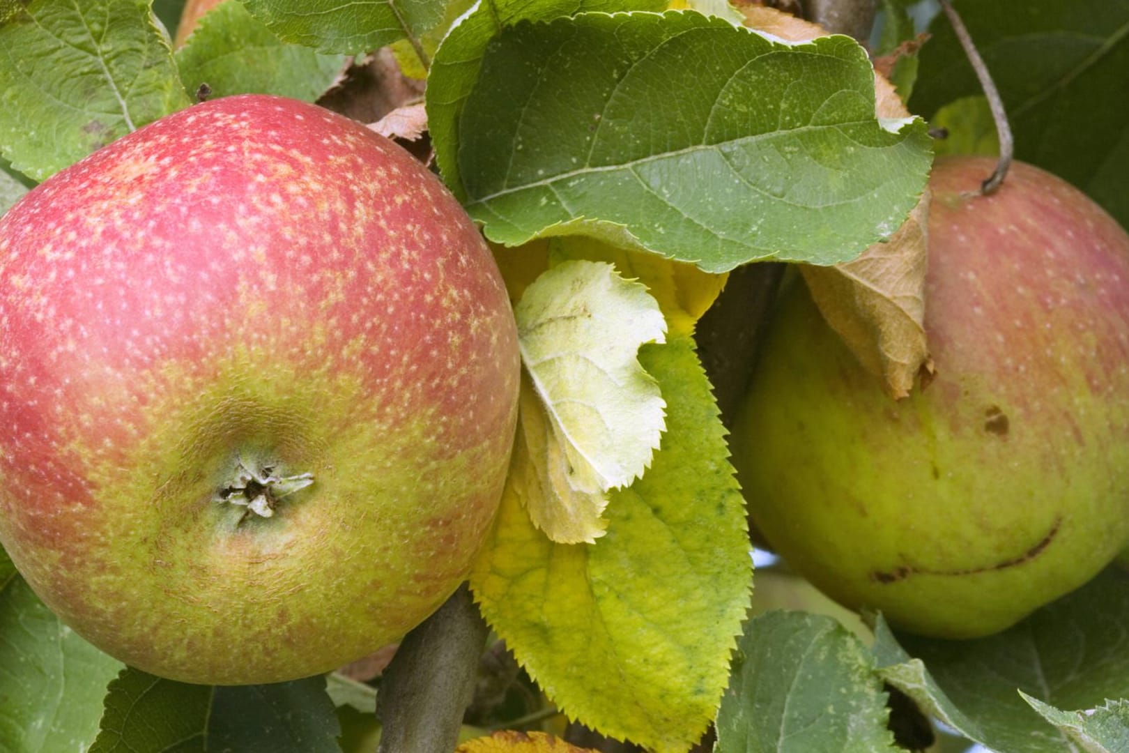 Roter Boskop: Alte Apfelsorten wachsen meist auf Streuobstwiesen.