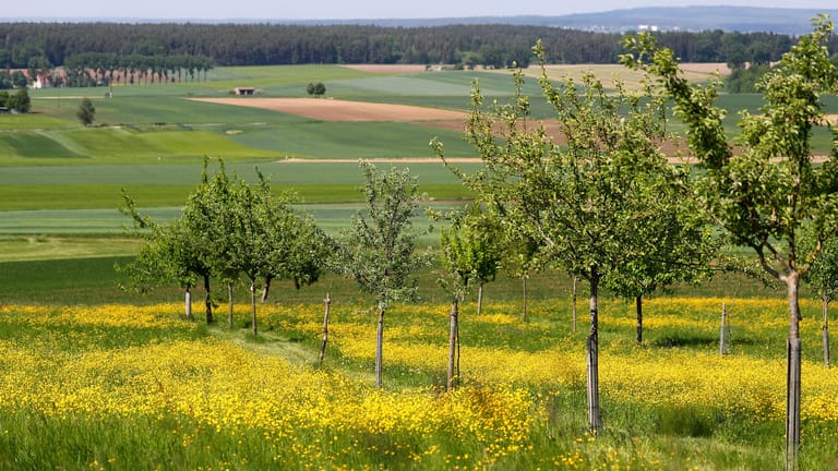 Alte Apflebäume stehen auf der "Obstarche", eine Streuobstwiese: Mehr als 100 verschiedene Apfel- und Birnensorten wachsen auf der 2,5 Hektar großen Wiese im Landkreis Weißenburg-Gunzenhausen.